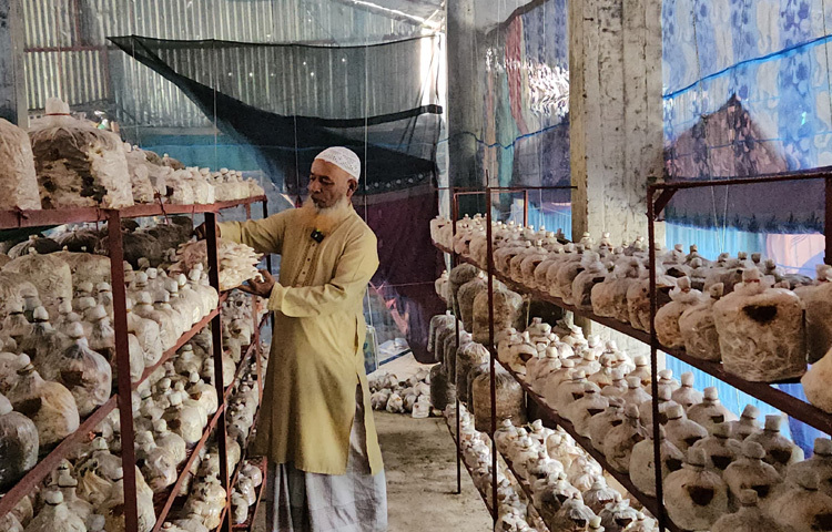 মিরসরাই উপজেলা কৃষি সম্প্রসারণ অধিদপ্তরের সার্বিক সহযোগিতায় বর্তমানে তার ৪৪ ফুট বাই ২৪ ফুট আয়তনের মাশরুম প্রজেক্ট আছে, যা প্রায় ৬ লাখ টাকার সম্পদে উন্নীত হয়েছে।