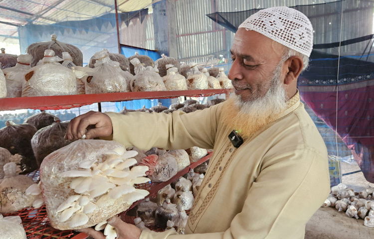 এ জনপদে নতুন কেউ মাশরুম চাষে উদ্বুদ্ধ হলে তার থেকেই পরামর্শ ও সহযোগিতা নেন। তিনি হাতেকলমে প্রাথমিক প্রশিক্ষণও দেন।