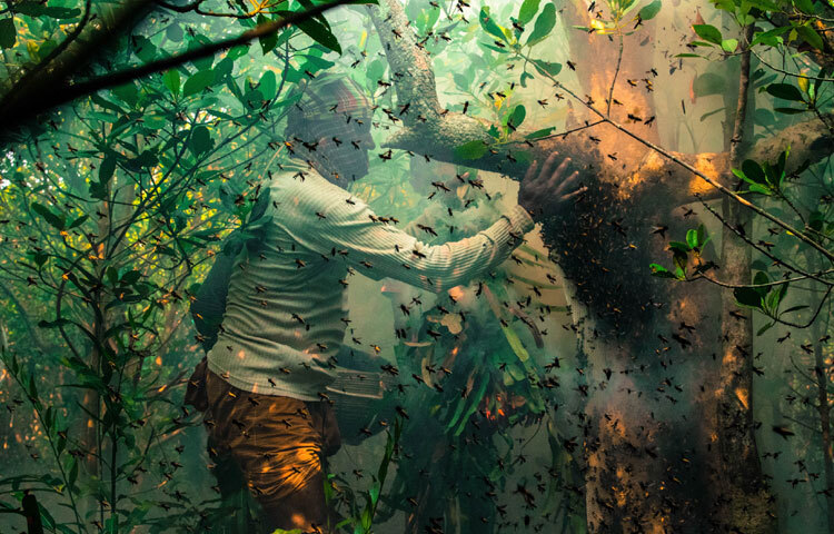 মৌচাক থেকে মধু সংগ্রহ করছেন এক মৌয়াল।