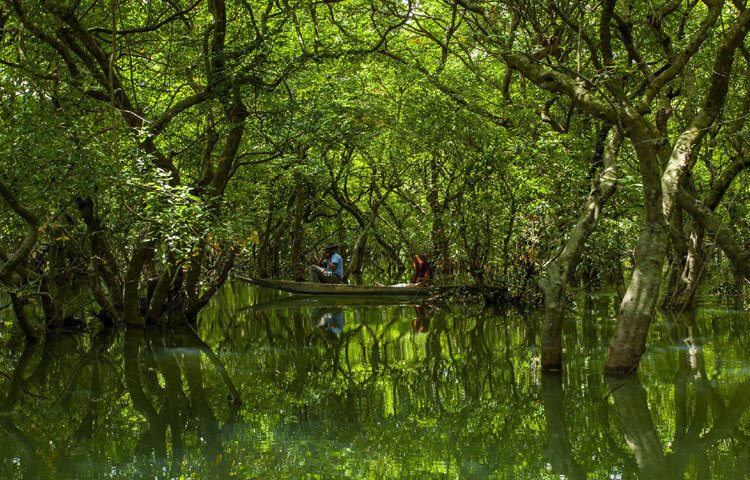সবুজের চাদরে ঘেরা বাংলার রূপ।