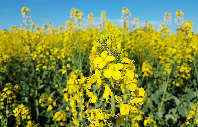 নিউ সাউথ ওয়েলস রাজ্যের ওল্ড জুনি সাবার্বের ক্ষেতজুড়ে ফুটে আছে ক্যানোলা ফুল/ ছবি: মো. ইয়াকুব আলী