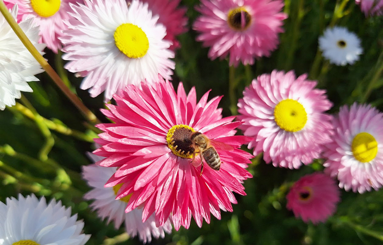 বসন্তকাল তাই মৌমাছিরা পার করছে ব্যস্ত সময়/ ছবি: মো. ইয়াকুব আলী