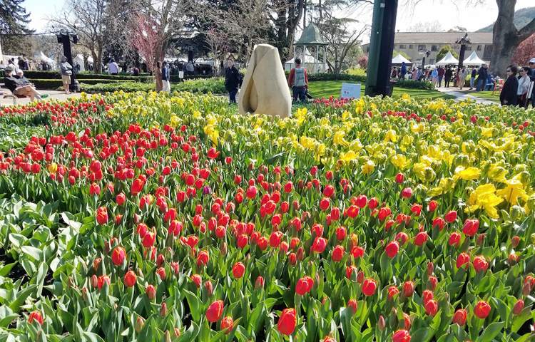 নিউ সাউথ ওয়েলস রাজ্যের বোড়াল সাবার্বের করবেট গার্ডেনে ফুটেছে বাহারি রঙের টিউলিপ/ ছবি: মো. ইয়াকুব আলী