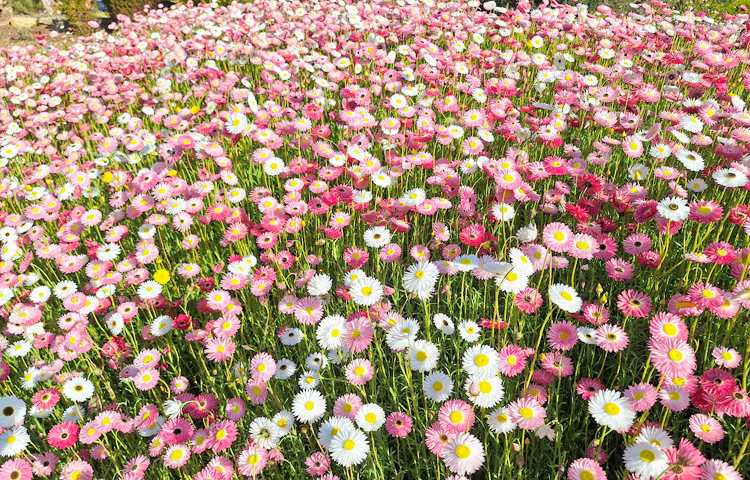 পেপার ডেইজগুলোকে দেখলে মনে হয় মাটিতে তারার মেলা বসেছে/ ছবি: মো. ইয়াকুব আলী