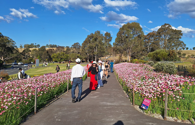 পেপার ডেইজির সৌন্দর্যে মানুষ একটু জিরিয়ে নিচ্ছেন/ ছবি: মো. ইয়াকুব আলী