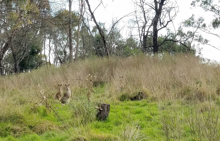 বসন্তকালের দর্শনার্থী দেখে ক্যাঙ্গারুগুলো থমকে দাঁড়িয়ে গেছে/ ছবি: মো. ইয়াকুব আলী