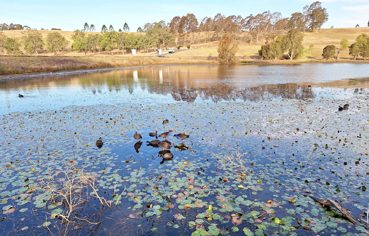 বসন্তের আগমনে পুকুরে চলছে পাখিদের জলকেলী/ ছবি: মো. ইয়াকুব আলী