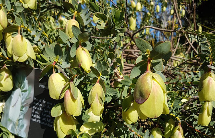 বসন্তের আগমনে ফুটেছে ঘণ্টা আকৃতির কুয়ালাপ বেল ফুল/ ছবি: মো. ইয়াকুব আলী
