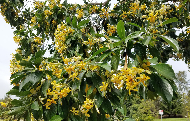 বসন্তের আগমনে ফুটেছে নেটিভ ফ্রাঞ্জিপানি ফুল হাইমেনোস্পোরাম/ ছবি: মো. ইয়াকুব আলী