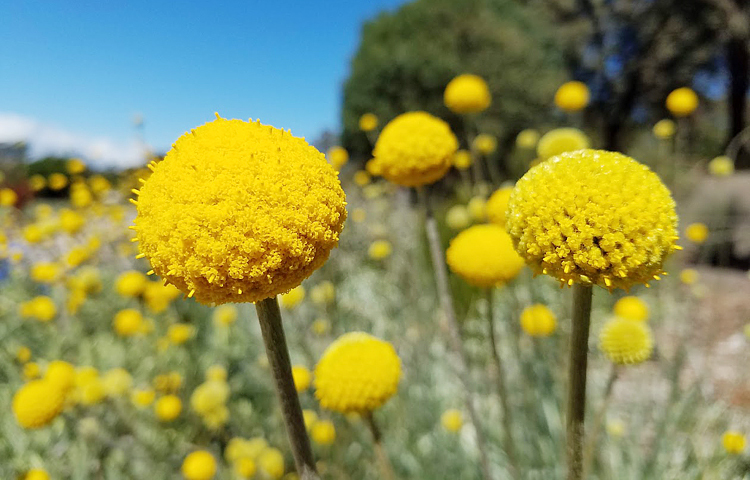 বসন্তের আগমনে ফুটেছে সবুজ ল্যাভেন্ডার কটন ফুল/ ছবি: মো. ইয়াকুব আলী