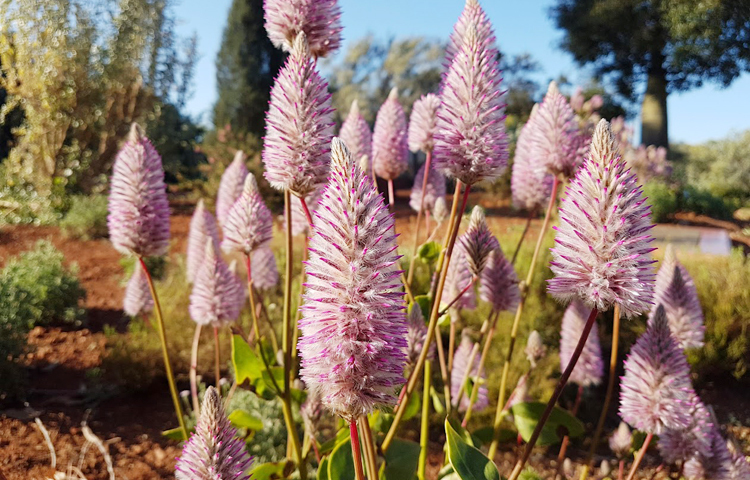 বসন্তের আগমনে ফুটেছে হলুদ লেজ ফুল/ ছবি: মো. ইয়াকুব আলী