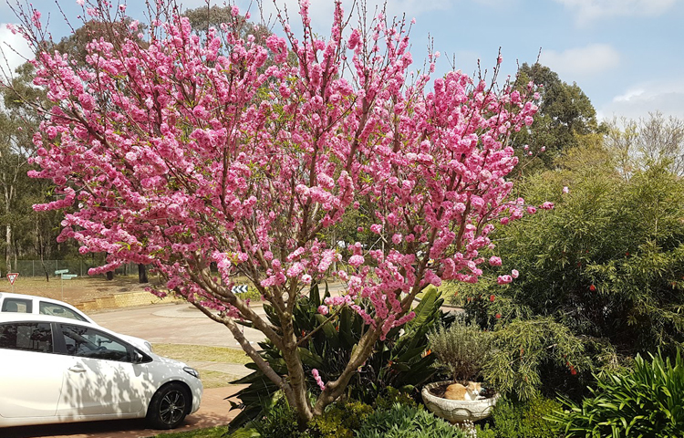 বসন্তের আগমনে বাড়ির আঙিনায় এবং বাগানে ফুটেছে চেরি ব্লসম/ ছবি: মো. ইয়াকুব আলী