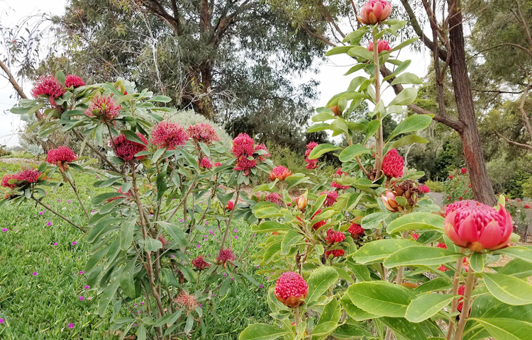 বসন্তের আগমনে সিডনির মাউন্ট এনান বোটানিক গার্ডেনে ফুটেছে ওয়ারাটা ফুল/ ছবি: মো. ইয়াকুব আলী