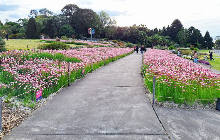 বসন্তের আগমনে সিডনির মাউন্ট এনান বোটানিক গার্ডেনে ফুটেছে পেপার ডেইজি/ ছবি: মো. ইয়াকুব আলী