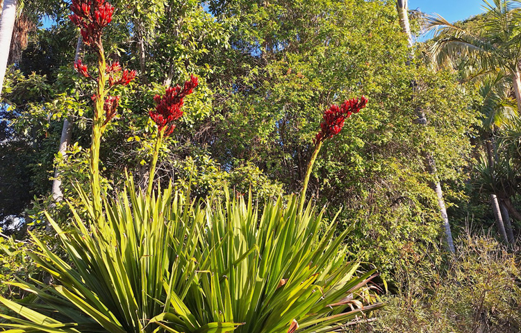 বসন্তের আগমনে সিডনির মাউন্ট এনান বোটানিক গার্ডেনে ফুটেছে স্পিয়ার লিলি/ ছবি: মো. ইয়াকুব আলী