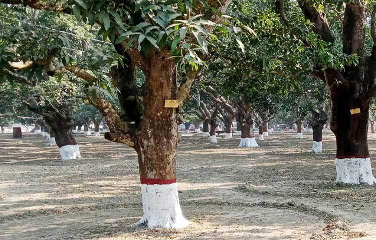 দীর্ঘদিন ধরে জেলার বিভিন্ন শ্রেণি-পেশার মানুষ দাবি করে আসছিলেন বাগান রক্ষায় সরকারি উদ্যোগ নেওয়া হোক। এরই অংশ হিসেবে কৃষি সম্প্রসারণ অধিদপ্তরের ‘বছরব্যাপী ফল উৎপাদনের মাধ্যমে পুষ্টি উন্নয়ন প্রকল্প’র আওতায় আমগাছগুলোকে পুনরুজ্জীবিত করার উদ্যোগ নেওয়া হয়।