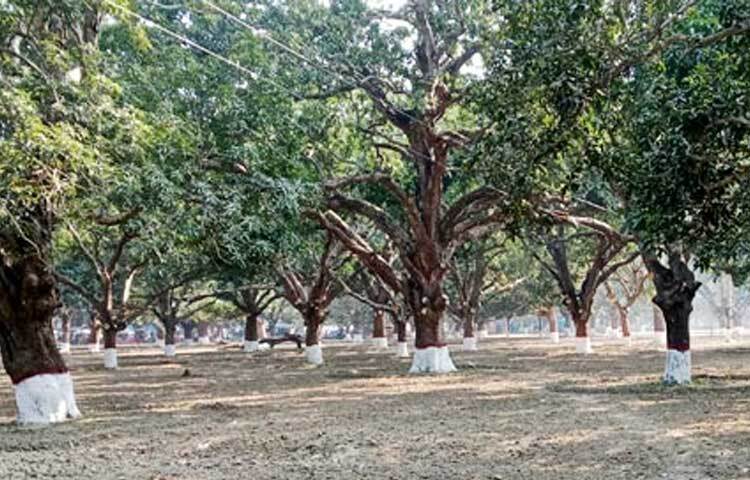 জেলা প্রশাসন প্রতি বছর বাগানের ফল ইজারা দিয়ে রাজস্ব আদায় করলেও বাগান পরিচর্যায় তেমন কোন কার্যক্রম ছিল না। ফলে ক্রমেই মারা যাচ্ছিল শতবর্ষী গাছগুলো। ফাঁকা হতে থাকে ইতিহাসের জীবন্ত সাক্ষী কেদারনাথ বাবুর আমবাগান।