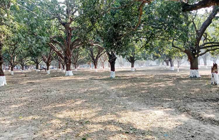 এরই ধারাবাহিকতায় নতুন করে প্রাণ ফিরে পেয়েছে ঐতিহাসিক এ বাগানটি।