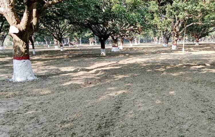 জানা যায়, ব্রিটিশ সময়ে জমিদার কেদারনাথ চৌধুরীর স্ত্রীর আমের আচারের বাগান ছিল আমবাগানটি। কালক্রমে তা হয়ে ওঠে বাংলাদেশ রাষ্ট্র জন্মের শপথ ভূমি। ইতিহাসের পাতায় বাগানটির নাম সগৌরবে স্থান পেলেও আমবাগান রক্ষায় কোনো উদ্যোগ ছিল না।