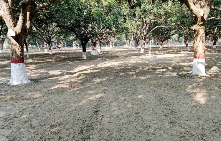 নতুন লাগানো চারাগুলোর বেড়ে ওঠার জন্য লোহার বেড়া দিয়ে ঘেরা হয়েছে। ডাল থেকে বের হচ্ছে নতুন কুশি। এতে বদলে গেছে বাগানের চিত্র। যেদিকে দৃষ্টি যায় সেদিকেই সবুজের সমারোহ।