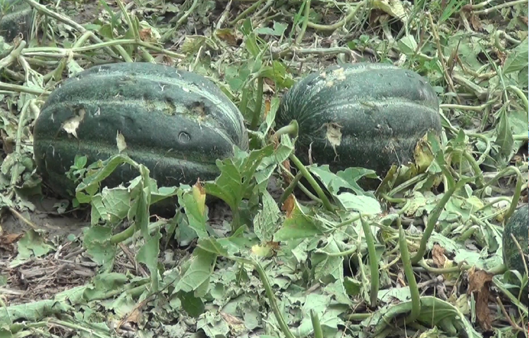 মুন্সিগঞ্জে আকস্মিক শিলাবৃষ্টিতে ব্যাপক ক্ষয়ক্ষতির কবলে পড়েছে বিস্তৃত জমির আবাদী ফসল। ছবি: আরাফাত রায়হান সাকিব