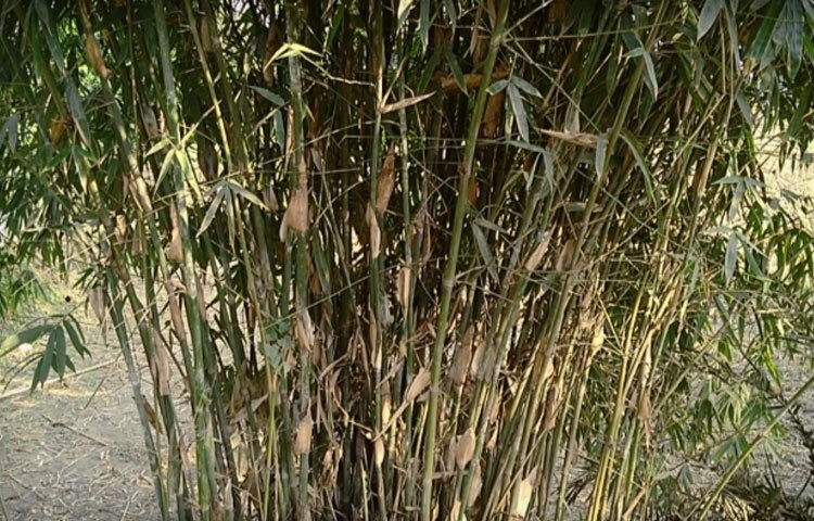 আঁকাবাঁকা চিকন বাঁশকে আগুনে সেঁকে সোজা করা হয়। শত বছরের এই কৌশলেই আজও তৈরি হচ্ছে বাদেমাঝিরার বিখ্যাত মাছ ধরার ছিপ।