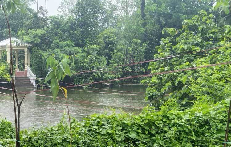 বৃষ্টির ছোঁয়ায় সতেজ হয়ে উঠেছে প্রকৃতি। ছবি: এম মাঈন উদ্দিন