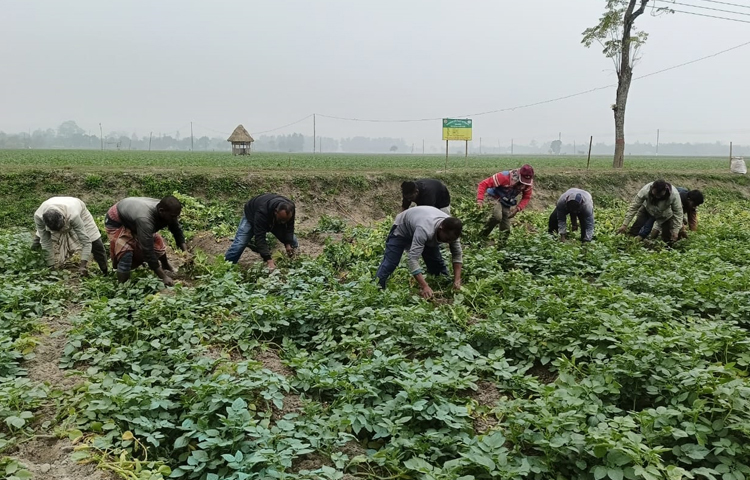 নীলফামারীর ডোমারে বীজআলু উৎপাদন করে কৃষকের চাহিদা মেটাচ্ছে বিএডিসি। এবার ৪১০ একর জমিতে বিভিন্ন ধরণের বীজআলু উৎপাদন করে প্রশংসা কুড়িয়েছে প্রতিষ্ঠানটি। ছবি: ইব্রাহিম সুজন