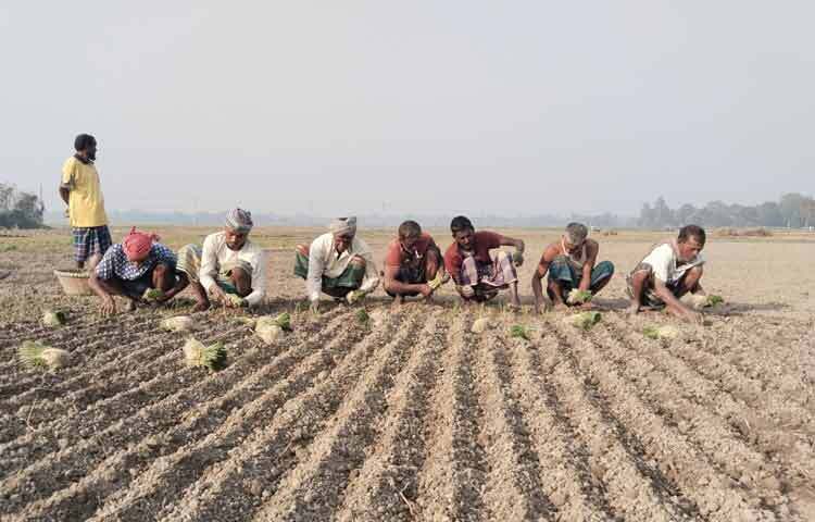 মানিকগঞ্জ জেলা কৃষি সম্প্রসারণ অধিদপ্তরের উপপরিচালক শাহজাহান সিরাজ বলেন, ‘চলতি মৌসুমে জেলায় মোট ৭ হাজার ৮৬৭ হেক্টর জমিতে পেঁয়াজ চাষের লক্ষ্যমাত্রা নির্ধারণ করা হয়েছে। এর মধ্যে হালি বা চারা পেঁয়াজ ৪ হাজার ৪৫২ হেক্টর, মুড়িকাটা পেঁয়াজ ৩ হাজার ৩৮৬ হেক্টর এবং বীজ পেঁয়াজ ২৯ হেক্টর জমিতে আবাদ করা হবে। এরই মধ্যে ৪৩০ হেক্টর জমিতে হালি পেঁয়াজ রোপণ সম্পন্ন হয়েছে। আগামী ১৫-২০ দিনের মধ্যে বাকি জমিতেও আবাদ শেষ হবে। আবহাওয়া অনুকূলে থাকায় এবং কৃষি অফিসের পরামর্শ অনুযায়ী চাষাবাদ হওয়ায় এবার পেঁয়াজের উৎপাদন বাড়বে বলে আশা করছি।’