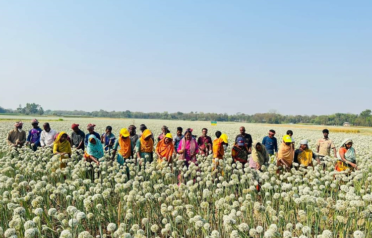 ফরিদপুরে চলতি মৌসুমে কালো সোনা খ্যাত পেঁয়াজ বীজের বাম্পার ফলনের সম্ভাবনা রয়েছে। এবার পেঁয়াজ বীজের উৎপাদন কমপক্ষে ৩০০ কোটি টাকা ছাড়িয়ে যাবে। ছবি: এন কে বি নয়ন