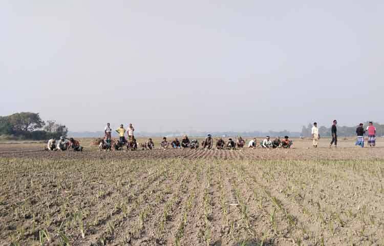 স্থানীয় কৃষকেরা জানান, মানিকগঞ্জ জেলার মাটি পেঁয়াজ চাষের জন্য উপযোগী হওয়ায় এটি এখানকার একটি গুরুত্বপূর্ণ অর্থকরী ফসল। বাজারে চাহিদা ভালো থাকলেও চলতি মৌসুমে সার সংকট ও শ্রমিকের মজুরি বৃদ্ধি কিছুটা চাপ সৃষ্টি করেছে। তবে ফলন ভালো হলে সেই ক্ষতি পুষিয়ে নেওয়া সম্ভব হবে বলে মনে করছেন তারা।