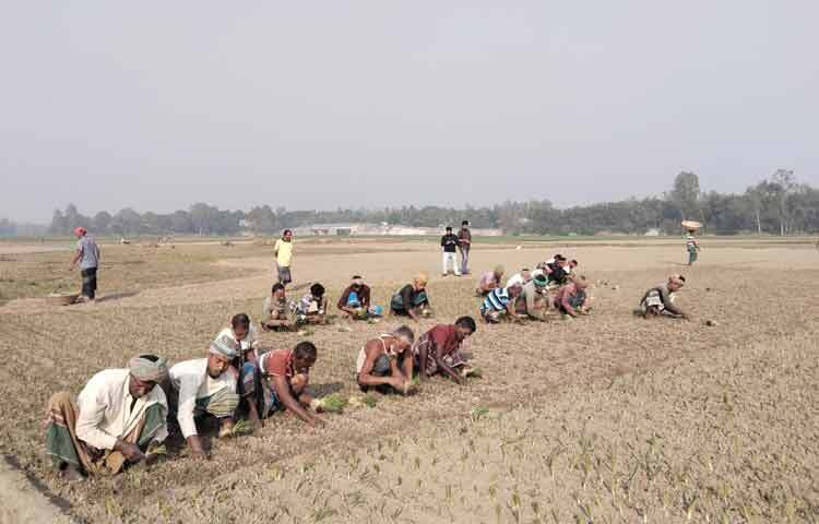 কৃষকেরা দলবদ্ধভাবে জমি প্রস্তুত করে সারি ধরে চারা রোপণ করছেন। কেউ সেচ দিচ্ছেন, কেউ সার প্রয়োগ করছেন। অনুকূল আবহাওয়া ও পর্যাপ্ত পানির সুবিধা থাকায় ভালো ফলনের আশায় আছেন তারা।