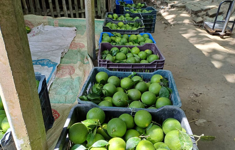 তিনি আরও বলেন, ‘প্রতি বছর এ সময় বাগান থেকে একবার মাল্টা তোলা হয়। বছরে দুবার সার দেওয়া বাবদ ১ লাখ টাকা, কীটনাশকে ২ লাখ, জৈব সারে ৪০ হাজার ও শ্রমিক বাবদ ৫ লাখ টাকা ব্যয় হয়। এ ছাড়া ২০ হাজার টাকা বিঘা হিসেবে ৩ লাখ ৬০ হাজার টাকা ও মাল্টা বিপণন বাবদ মোট ১২-১৫ লাখ টাকা খরচ হয়। পাবনা শহর, কাশিনাথপুর ও সুজানগরের বিভিন্ন আড়ত ও দোকানির কাছে এ মাল্টা বিক্রি করা হয়।’