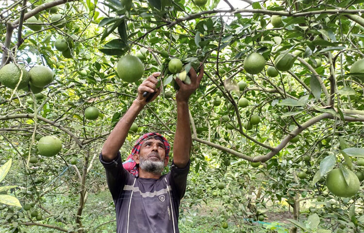 পাবনা সদর উপজেলার চর তারাপুর ইউনিয়নের কোলচরী গ্রামের আব্দুল জলিল বিশ্বাসের ছেলে তুহিন। এবার দেশি জাতের বারি-১ মাল্টা চাষে ভাগ্যবদলের হাতছানি দিচ্ছে তাকে।