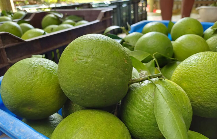 পদ্মার বুকে জেগে ওঠা চরে মাল্টা চাষের উপযোগী জমিতে ভালো ফলন ও দামে ১৮ বিঘা জমির বাগান থেকে এখন তার বছরে আয় কমপক্ষে ১৫ লাখ টাকা। বাগানে সৃষ্টি হয়েছে কর্মসংস্থানেরও। খরচের দ্বিগুণ দামে মাল্টা বিক্রি হওয়ায় মুনাফা ব্যাপক। তার দেখাদেখি এ জাতের মাল্টা চাষে আগ্রহ দেখাচ্ছেন বছরের পর বছর মুড়িকাটা পেঁয়াজে লোকসান গোনা চাষিরা।