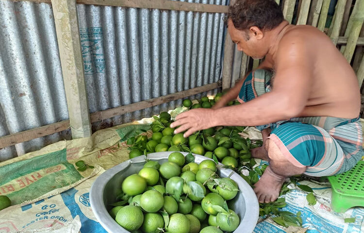 পাবনা কৃষি সম্প্রসারণ অধিদপ্তরের উপপরিচালক মো. জাহাঙ্গীর আলম প্রামাণিক বলেন, ‘মাল্টার ক্ষেত্রে পূর্বে আমদানি নির্ভরতাই বেশি ছিল। এখন চরাঞ্চলে এর চাষ আরও বেশি জনপ্রিয় হচ্ছে। ফলটি বেশ সুমিষ্ট হওয়ায় বাজারেও এর চাহিদা আছে। পাবনায় ১৯ হেক্টর জমিতে চাষ হয়েছে। আবাদ বৃদ্ধি ও ভালো ফলনের ব্যাপারে কৃষি বিভাগ সহায়তা দিয়ে আসছে।’