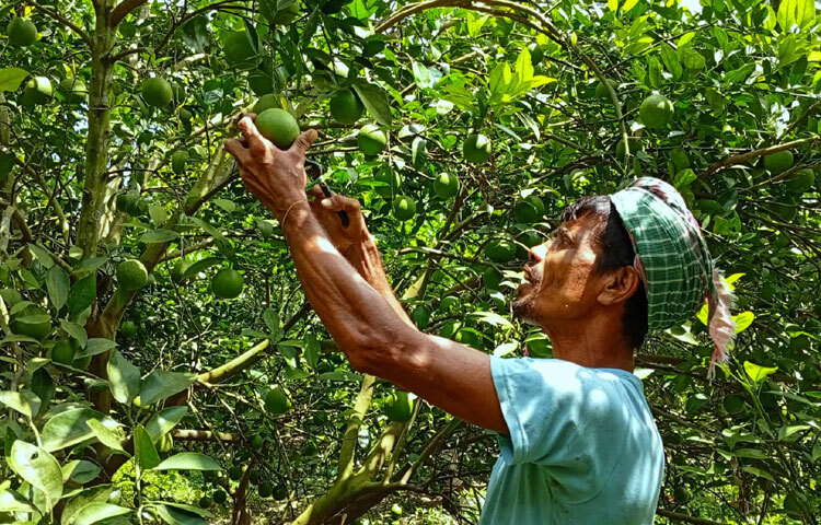উদ্যোক্তা তুহিন বলেন, ‌‘২০০৯ সালে শখের বশে বরইয়ের বাগান দিয়ে শুরু করি। পরে ৫৫ বিঘা জমিতে পেয়ারায় টুকটাক আয় হতে থাকে। এরপর ১৮ বিঘায় পেয়ারা ও কলা বাগান করি। সবমিলিয়ে প্রায় ৭০ বিঘার বাগান হয়। কিন্তু ঘূর্ণিঝড় আম্ফান ও করোনার কারণে সব শেষ হয়ে যায়। মোটামুটি ৫০ লাখ টাকার মতো লোকসান হয়। সবশেষ মাল্টা বাগান আবার আশা দেখিয়েছে। পদ্মার চরের মাটি বেলে-দোঁআশ বা পলিমাটি হওয়ায় ফলন ভালো হচ্ছে। শুরুতে দাম ও ফলন কম হলেও এ বছর তুলনামূলক ভালো বাজার ও ফলনে লাভজনক অবস্থায় আছি। খরচ বাদে বছরে লাখ পনেরো টাকা আয় হবে।’