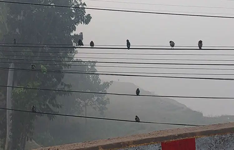 পঞ্চগড়ে জেলায় বেড়েছে শীতের প্রকোপ। জেলায় দিনের সর্বোচ্চ তাপমাত্রা ২৬ থেকে ২৭ এবং রাতের সর্বনিম্ন তাপমাত্রা ১১ থেকে ১২ এর ঘরেই উঠানামা করছে। ছবি: সফিকুল আলম