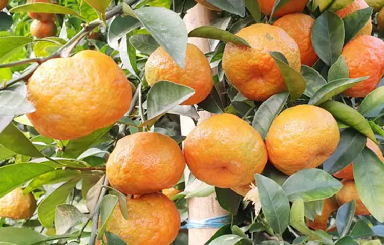 হজম শক্তি বাড়ায়: প্রতিদিন কমলা খেলে হজম প্রক্রিয়া উন্নত হয়। এতে থাকা প্রাকৃতিক ফাইবার কোষ্ঠকাঠিন্য দূর করতে সাহায্য করে এবং অন্ত্রের কার্যকারিতা ঠিক রাখে। যারা প্রায়ই পেট ভারী বা অস্বস্তিতে ভোগেন, তাদের জন্য কমলা হতে পারে সহজ সমাধান।