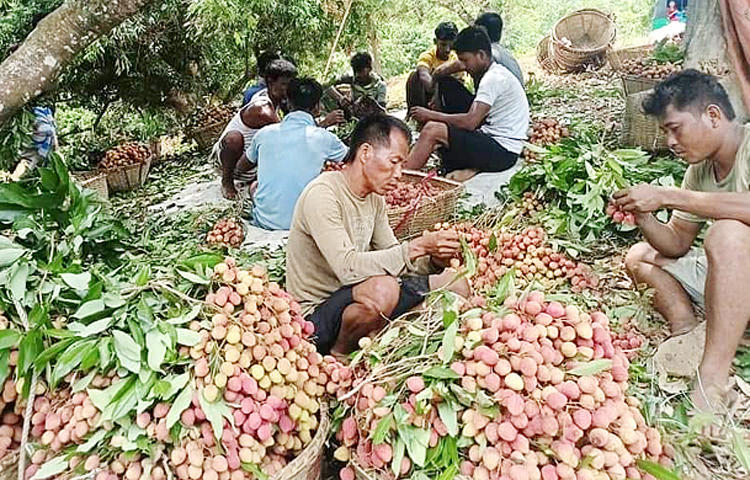 পার্বত্য জেলা রাঙ্গামাটিতে প্রতিবছর গ্রীষ্ম ঋতুতে মৌসুমী ফলের ভালো ফলন হয়। ঠিক তেমনি এবছরও পার্বত্য এ জেলায় মৌসুমী ফল লিচুর ব্যাপক ফলন হয়েছে। জেলার নানিয়ারচর, বরকল, বিলাইছড়ি, কাপ্তাইসহ বিভিন্ন উপজেলায় চাষ হয় মৌসুমী এ ফল। রাঙ্গামাটির লিচু রসালো ও মিষ্টি হওয়ায় এর চাহিদা রয়েছে জেলাশহরসহ চট্টগ্রাম, ঢাকা ও দেশের বিভিন্ন জেলায়। লিচুর ভালো দাম পেয়ে খুশি চাষিরাও। ছবি-জাগো নিউজ