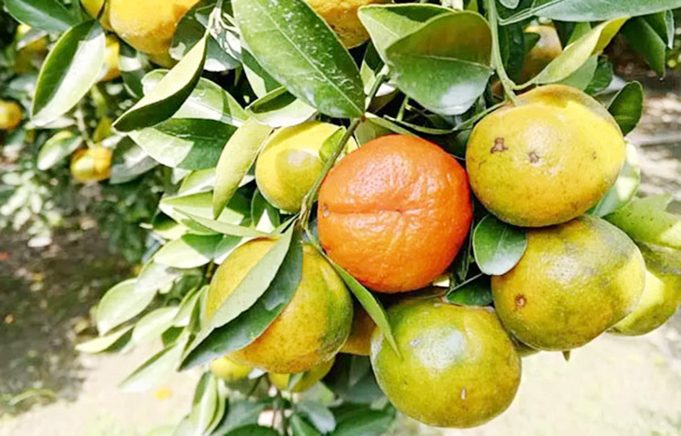 শরীর রাখে হাইড্রেটেড: কমলার ভেতরে প্রচুর পরিমাণে পানি থাকে। প্রতিদিন একটি বা দুটি কমলা শরীরের পানিশূন্যতা কমাতে সাহায্য করে, বিশেষ করে গরমের সময়। এতে শরীর থাকে চাঙ্গা ও কর্মক্ষম।