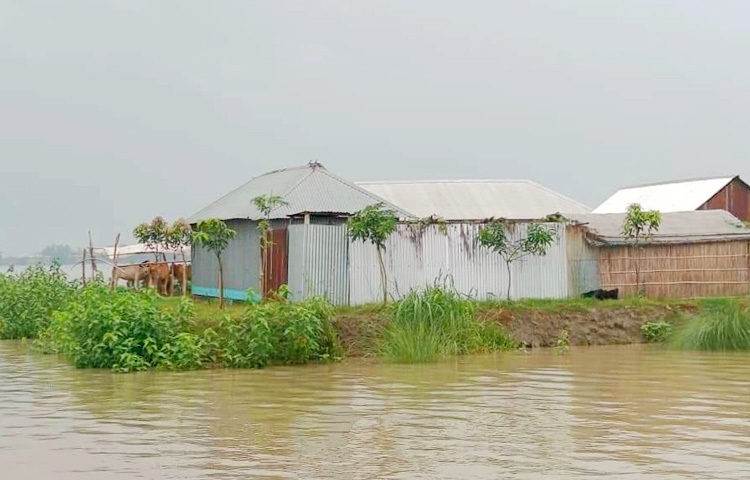 ভারী বৃষ্টি ও উজানের ঢলে সিরাজগঞ্জের যমুনা নদীর পানি বেড়ে নতুন এলাকা প্লাবিত হয়েছে। জেলার পাঁচ উপজেলার ৩৪ ইউনিয়নের এক হাজার ২৭৬টি পরিবারের প্রায় সাড়ে পাঁচ হাজার মানুষ পানিবন্দি হয়ে পড়েছেন। এতে চরম দুর্ভোগে পড়েছেন তারা। ছবি: এমএ মালেক