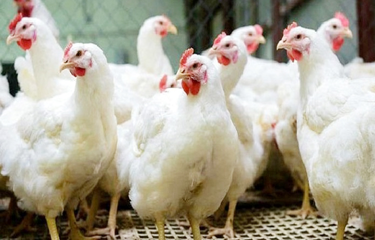 ব্রয়লার মুরগির দাম ২০০ টাকার বেশি হওয়ার কোনো যৌক্তিকতা নেই বলে জানিয়েছেন জাতীয় ভোক্তা অধিকার সংরক্ষণ অধিদপ্তরের মহাপরিচালক (ডিজি) এ এইচ এম সফিকুজ্জামান। ছবি: সংগৃহীত