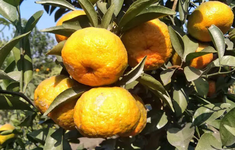 ত্বক রাখে উজ্জ্বল ও সতেজ: কমলায় থাকা অ্যান্টি-অক্সিডেন্ট ও ভিটামিন ‘সি’ ত্বকের কোলাজেন উৎপাদনে সাহায্য করে। ফলে ত্বক থাকে টানটান, উজ্জ্বল এবং বয়সের ছাপ পড়ে দেরিতে। নিয়মিত কমলা খেলে ত্বকের শুষ্কতা কমে, ব্রণ ও দাগছোপের সমস্যাও অনেকাংশে নিয়ন্ত্রণে থাকে।