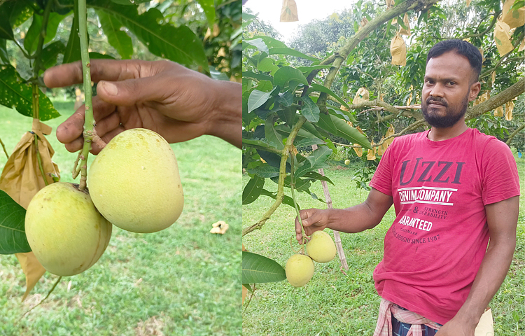 কৃষি বিভাগ বলছে, এ সময়ে খিরসাপাত (হিমসাগর) আম ধরানো গেলে সিজনের তিনগুণ হবে আমের দাম। চাঙা হবে জেলার অর্থনীতি। লাভবান হবেন চাষিরা। ছবি: সোহান মাহমুদ