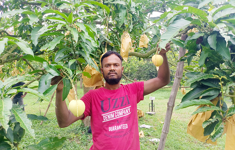 কৃষি বিভাগ সূত্রে জানা যায়, চাঁপাইনবাবগঞ্জে এবার ৪ লাখ ৫০ হাজার মেট্রিক টন আম উৎপাদনের লক্ষ্যমাত্রা নির্ধারণ করা হয়েছে। যা গত বছর ছিল ৪ লাখ ২৫ হাজার মেট্রিক টন। এখন আমের মৌসুম প্রায় শেষ পর্যায়ে। ছবি: সোহান মাহমুদ