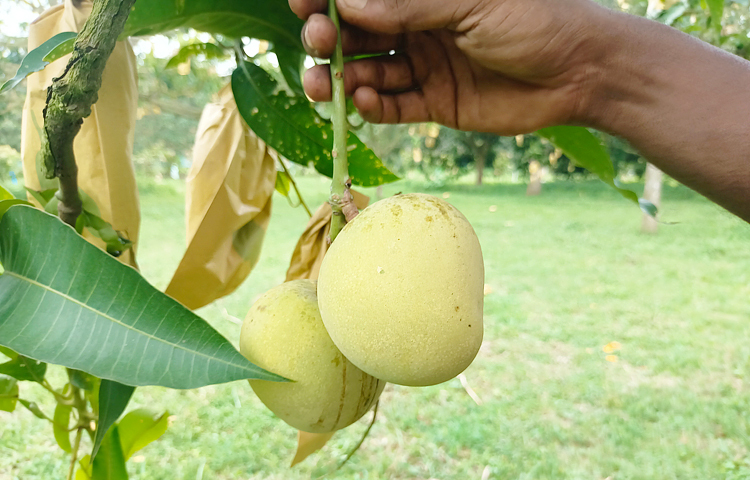 আম চাষিরা বলছেন, খিরসাপাত (হিমসাগর) আম উৎপাদন হয় মূলত মে মাসে। এটি একটি সিজিনাল আম। আর এই আমের সুনাম ছড়িয়ে আছে বিশ্বজুড়েই। তবে পরীক্ষামূলকভাবে কয়েকজন চাষি আগস্ট মাসে এ আম গাছে ধরিয়েছেন। ছবি: সোহান মাহমুদ