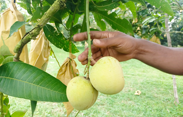 সম্প্রতি জেলার শিবগঞ্জ উপজেলার ভাঙ্গাব্রিজ এলাকার আম চাষি সজিব আলীর বাগানে গিয়ে দেখা যায়, কাটিমন আমের মাঝে মাঝে ঝুলছে ভৌগোলিক নির্দেশক পণ্য হিসেবে সনদপ্রাপ্ত খিরসাপাত আম। আর পরিচর্যায় ব্যস্ত সময় পার করছেন চাষিরা। ছবি: সোহান মাহমুদ
