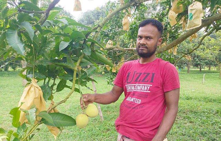 এমনকি বাগানেই ১৩-১৫ হাজার টাকা মণ দরে কিনে নিতে চাইছেন ক্রেতারা। তবে খিরসাপাত এখনো বাণিজ্যিকভাবে হয়ে ওঠেনি। তবে চাষিরা ব্যাপক চেষ্টা করছেন। ছবি: সোহান মাহমুদ