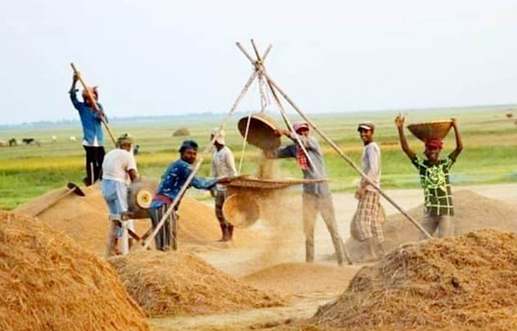 চলতি বোরো মৌসুমে হাওরাঞ্চলসহ পুরো নেত্রোকোনা জেলায় বোরোর বাম্পার ফলন হলেও ফসলের ন্যায্যমূল্য পাচ্ছেন না চাষিরা। তাদের অভিযোগ উৎপাদিত ফসলের বিক্রয়মূল্যের সঙ্গে উৎপাদন খরচ মেলাতে পারছেন না তারা। সার, ডিজেল, বিদ্যুতের দাম বেড়ে যাওয়ায় ক্ষতির সম্মুখীন হচ্ছেন তারা। সরকার ধানের কেজি ৩০ টাকা নির্ধারণ করলেও তাতে তাদের উৎপাদন খরচই উঠবে না। স্থানীয় হাট-বাজারে কম দামে ধান বিক্রি করতে বাধ্য হচ্ছেন তারা। ছবি-জাগো নিউজ